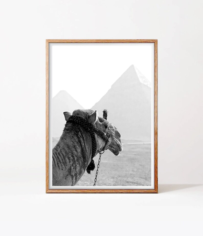 May include: A black and white photograph of a camel standing in front of the pyramids. The camel is facing away from the camera and looking to the right. The pyramids are in the background and are partially obscured by fog.