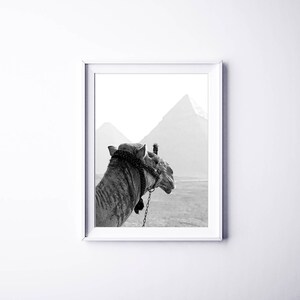 May include: A black and white photograph of a camel standing in front of the pyramids. The camel is looking to the right, and the pyramids are in the background.