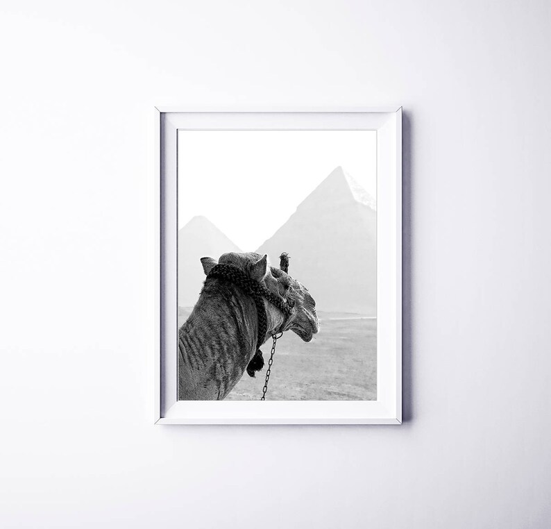 May include: A black and white photograph of a camel standing in front of the pyramids. The camel is looking to the right, and the pyramids are in the background.