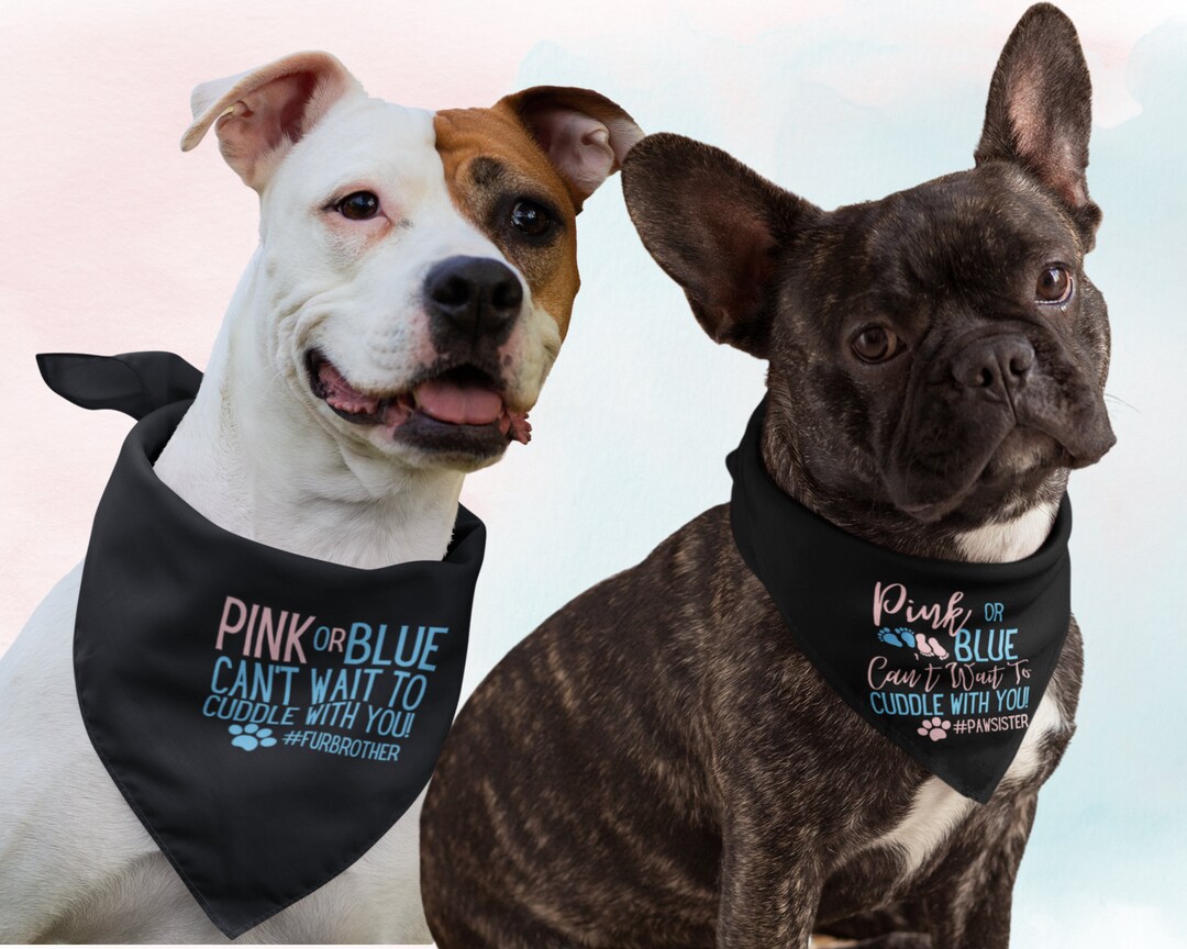 Baby Gender Reveal PET Bandanapet Sibling Gender Reveal Etsy