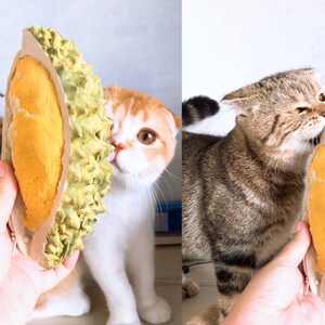May include: Two cats look curiously at a hand holding a durian-shaped toy. The toy is yellow and green and has a spiky texture. The cats are both short-haired and have folded ears.