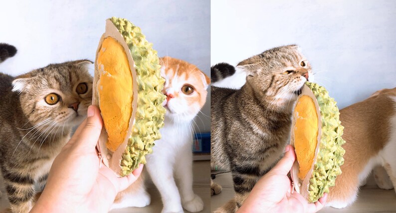 May include: Two cats look curiously at a hand holding a durian-shaped toy. The toy is yellow and green and has a spiky texture. The cats are both short-haired and have folded ears.