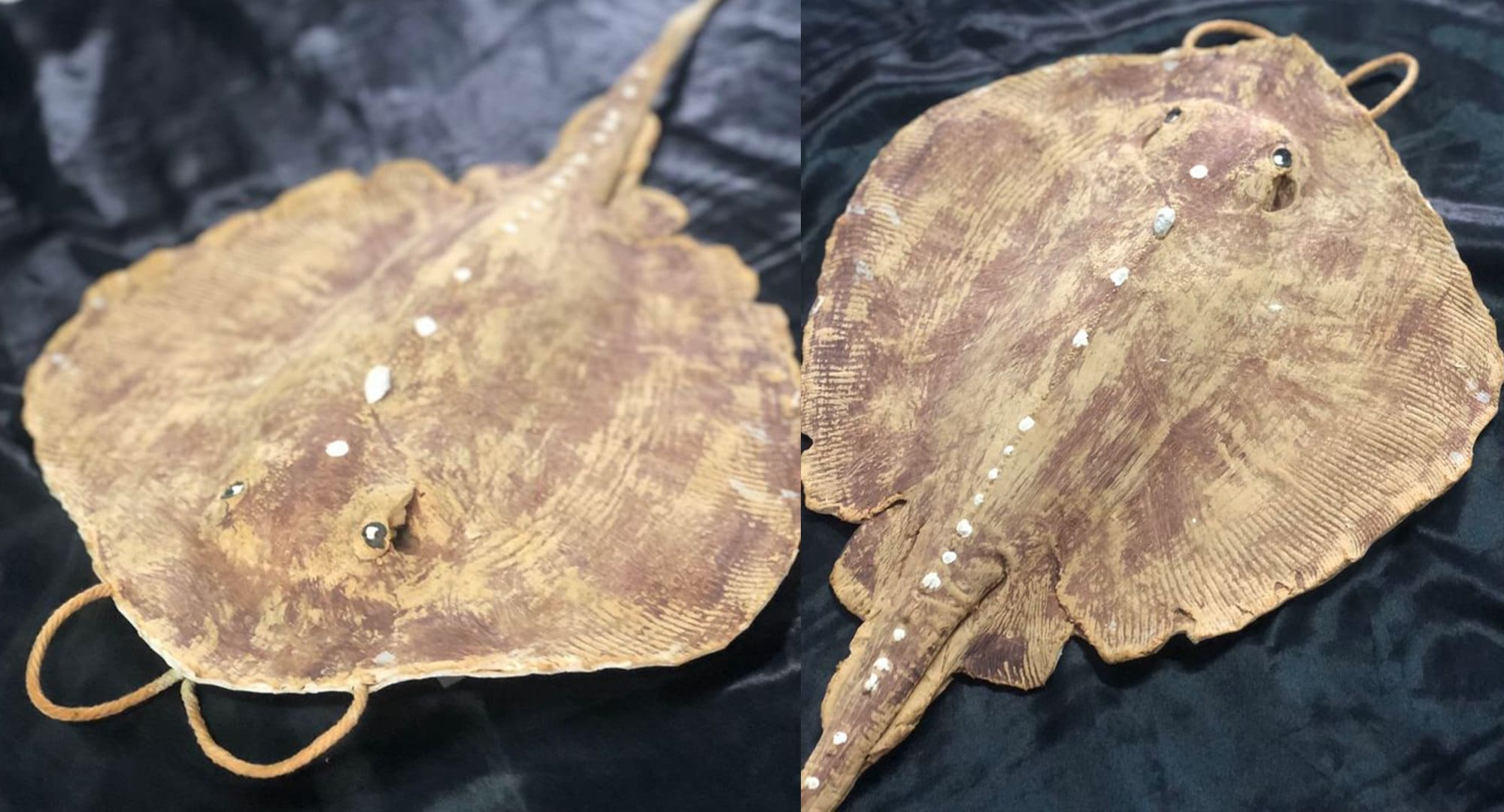 Stingray Bags Rubber Etsy