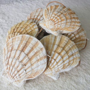 K&ouml;nnte beinhalten: Eine Gruppe von wei&szlig;en und braunen Muscheln mit einer strukturierten Oberfl&auml;che. Die Muscheln sind zu einem Stapel angeordnet und mit einer Schnur zusammengebunden.