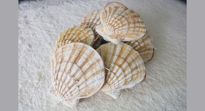 K&ouml;nnte beinhalten: Eine Gruppe von wei&szlig;en und braunen Muscheln mit einer strukturierten Oberfl&auml;che. Die Muscheln sind zu einem Stapel angeordnet und mit einer Schnur zusammengebunden.