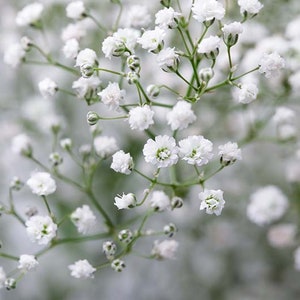 300 Baby’s Breath Gypsophila Flower Seeds.