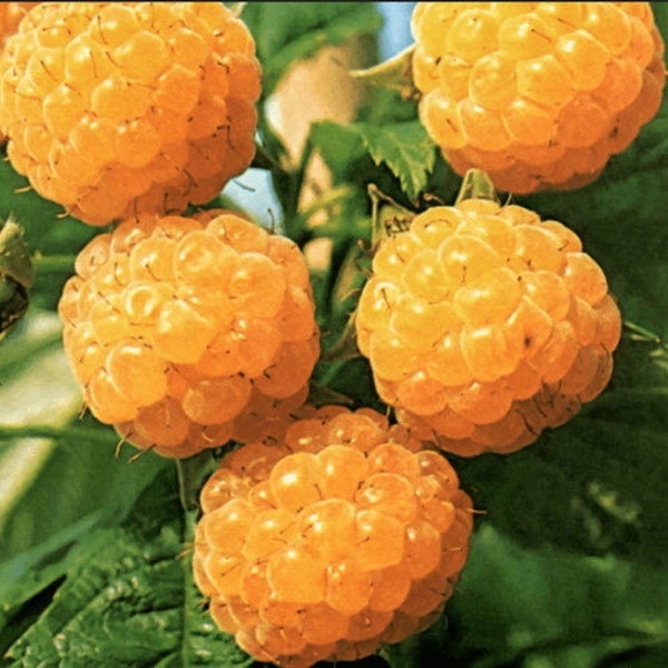 200 RASPBERRY FALL GOLD Fruit Seeds.