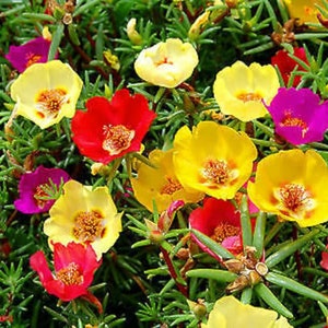 5000 Double Mixed Portulaca Seeds, Open Pollinated, Annual, GMO Free, Untreated.