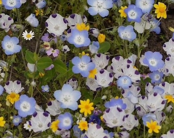 2g Alternative Lawn Blend Flower Seeds.