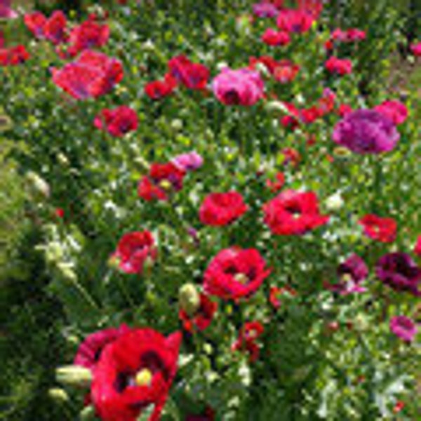 700 PAPAVER SOMNIFERUM SUMMER Flower Seeds