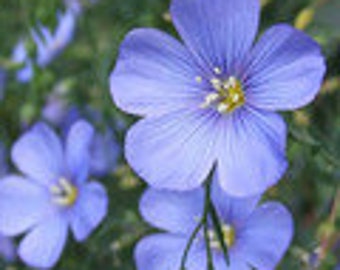 1000  LINUM PERENNE Flower Seeds.