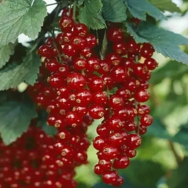 red-berries – Paris Fragrances