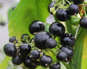 100 semillas de fruto de arándano de jardín, Solanum melanocerasum.