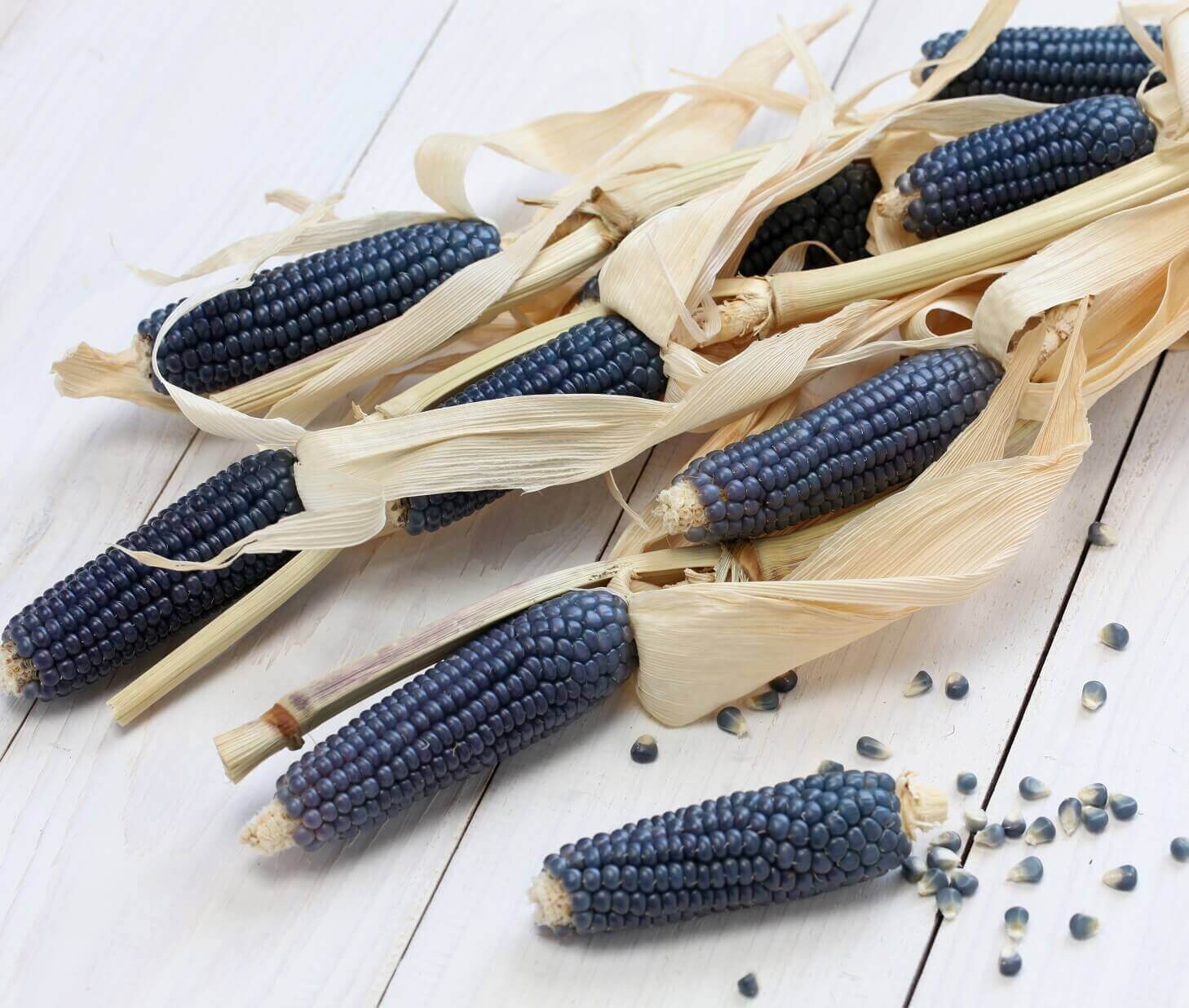 Hopi blue corn - Etsy 日本