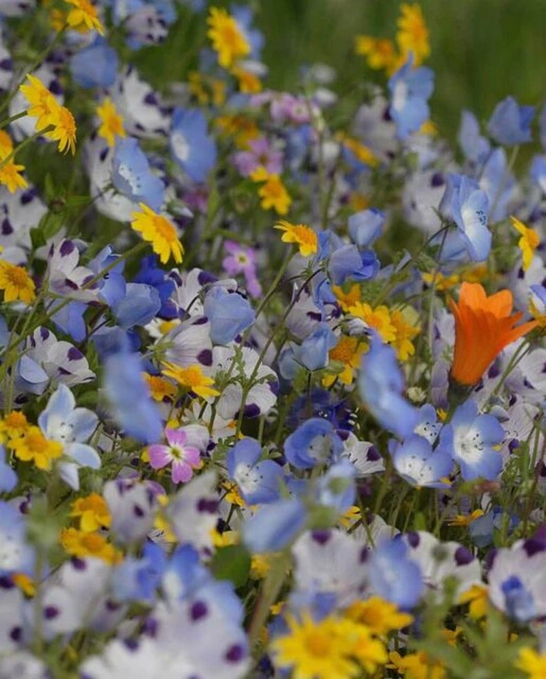 5g Alternative Lawn Blend Flower Seeds. Etsy