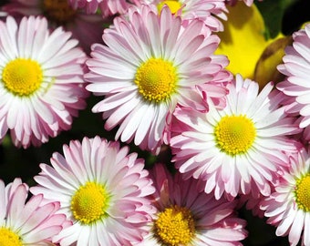 1000 Giant Double Mixed English Daisy Bell Flower Seeds.