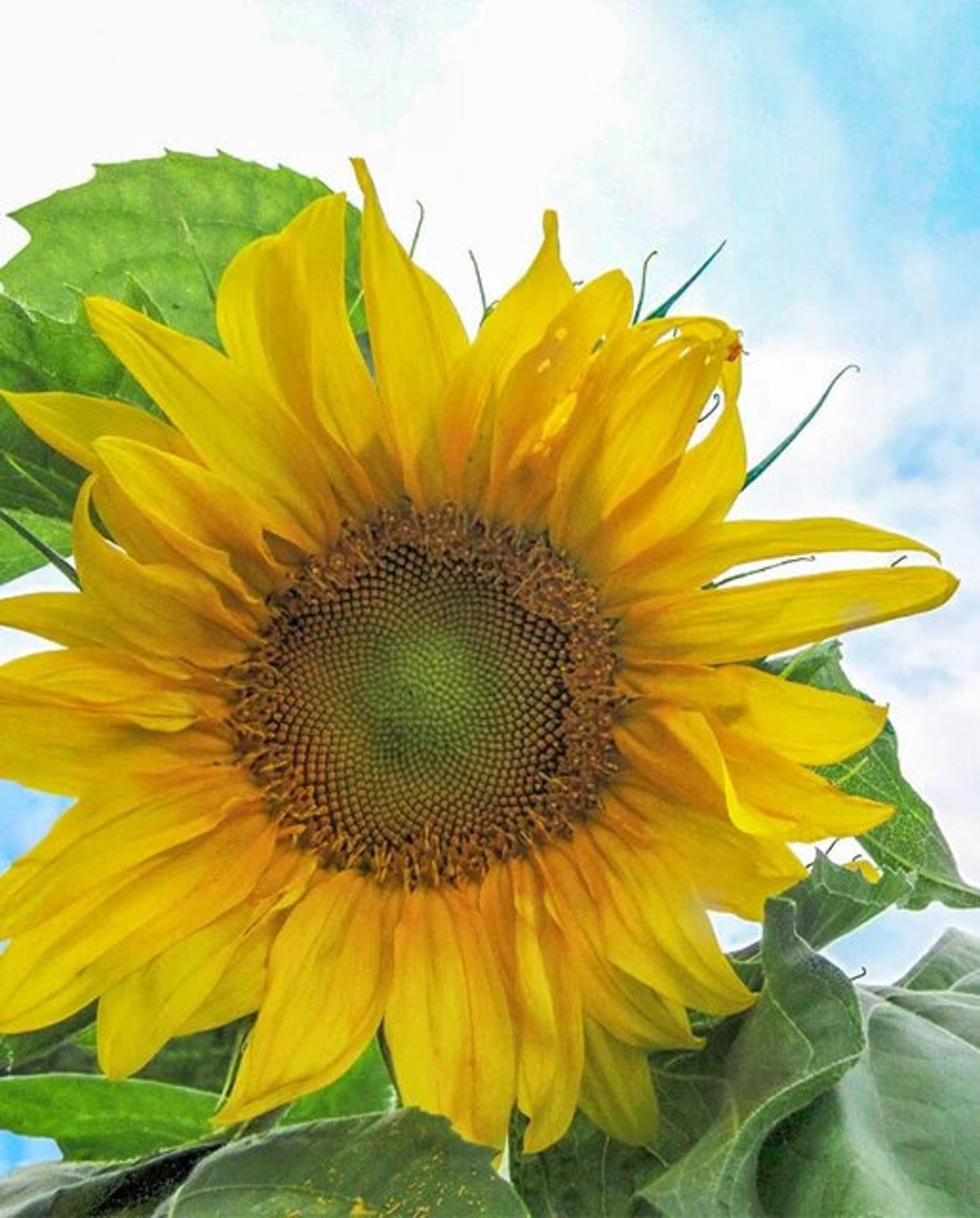 25 SUNFLOWER MONGOLIAN GIANT Flower Seeds. Etsy