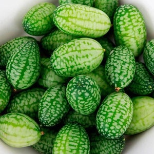 50 CUCAMELON Melothria scabra Souris Melon Cornichon mexicain Mini pastèque Concombre Fruits Graines de vigne
