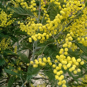 100 semi di fiori di Mimosa Pudica o pianta sensibile. Impollinazione libera, annuale, senza OGM, non trattata.