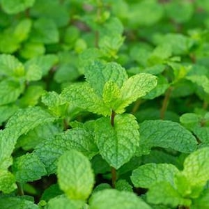 Peut inclure: Une vue rapprochée d'un patch de feuilles de menthe verte.
