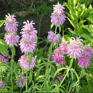 May include: A close-up of a patch of pink bergamot flowers in bloom. The flowers are clustered together in a garden setting.