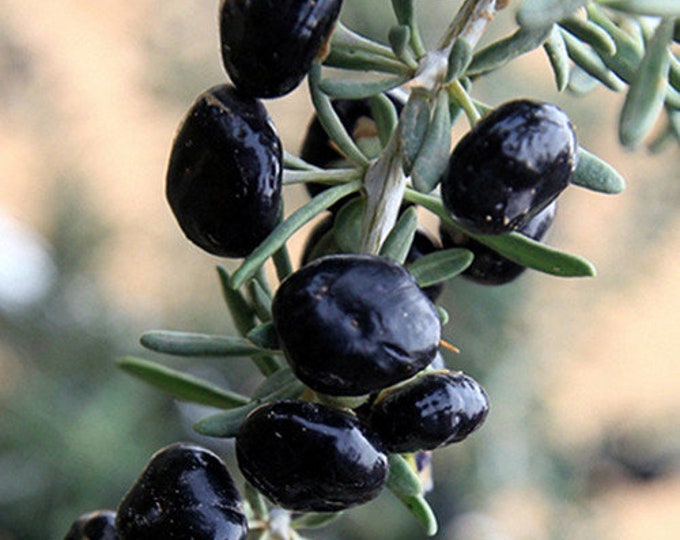 Lycium Ruthenicum Rare Black Goji Berry Seeds, Wolfberry, Lycium Ruthenicum LY8010 - Etsy