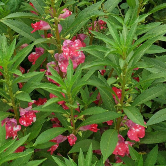 100 Impatiens Balsamina Seeds – Balsam, Lady Slipper, Touch Me Not Flower Variety