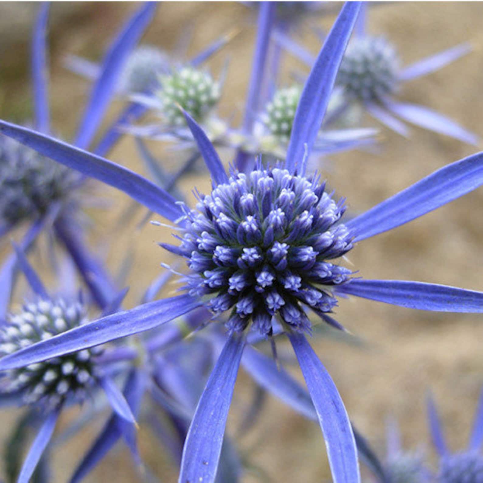 700 BLUE Star SEA HOLLY Eryngium Alpinum Flower Seeds Etsy