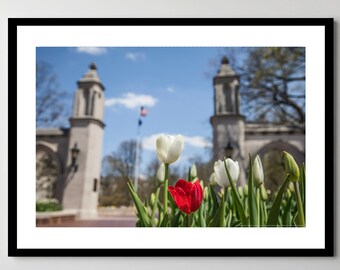 Indiana University Sample Gates Print: Multicolored Tulips, Ready-to-Hang