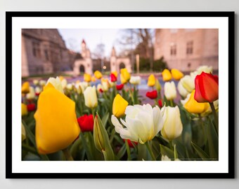 Indiana University Sample Gates Print: Multicolored Tulips, Ready-to-Hang