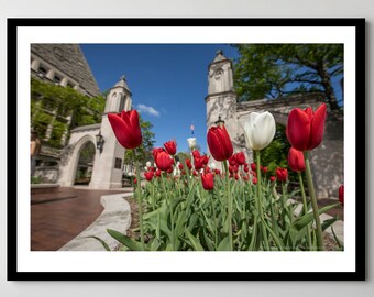 Indiana University Sample Gates Photo: Red Tulips, Ready to Hang