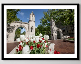 Indiana University Sample Gates Photo: Red Tulips, Ready to Hang