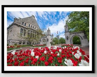 Indiana University Sample Gates Print: Red & White Tulips, Ready-to-Hang