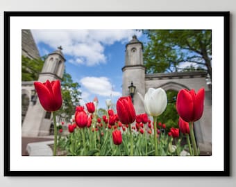 Indiana University - Framed, Ready-to-Hang - Indiana University Sample Gates with Red and White Tulips - 11x14, 16x24, 20x30, 24x36