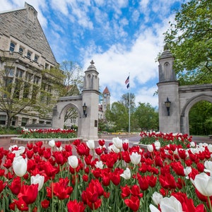 Photograph - Indiana University Sample Gates Red and White Tulips - 8x10 and 8.5x11 - Great for Diploma Frame! Collegiate Licensed Product