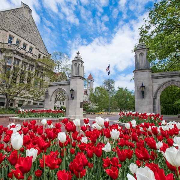 Photograph - Indiana University Sample Gates Red and White Tulips - 8x10 and 8.5x11 - Great for Diploma Frame! Collegiate Licensed Product