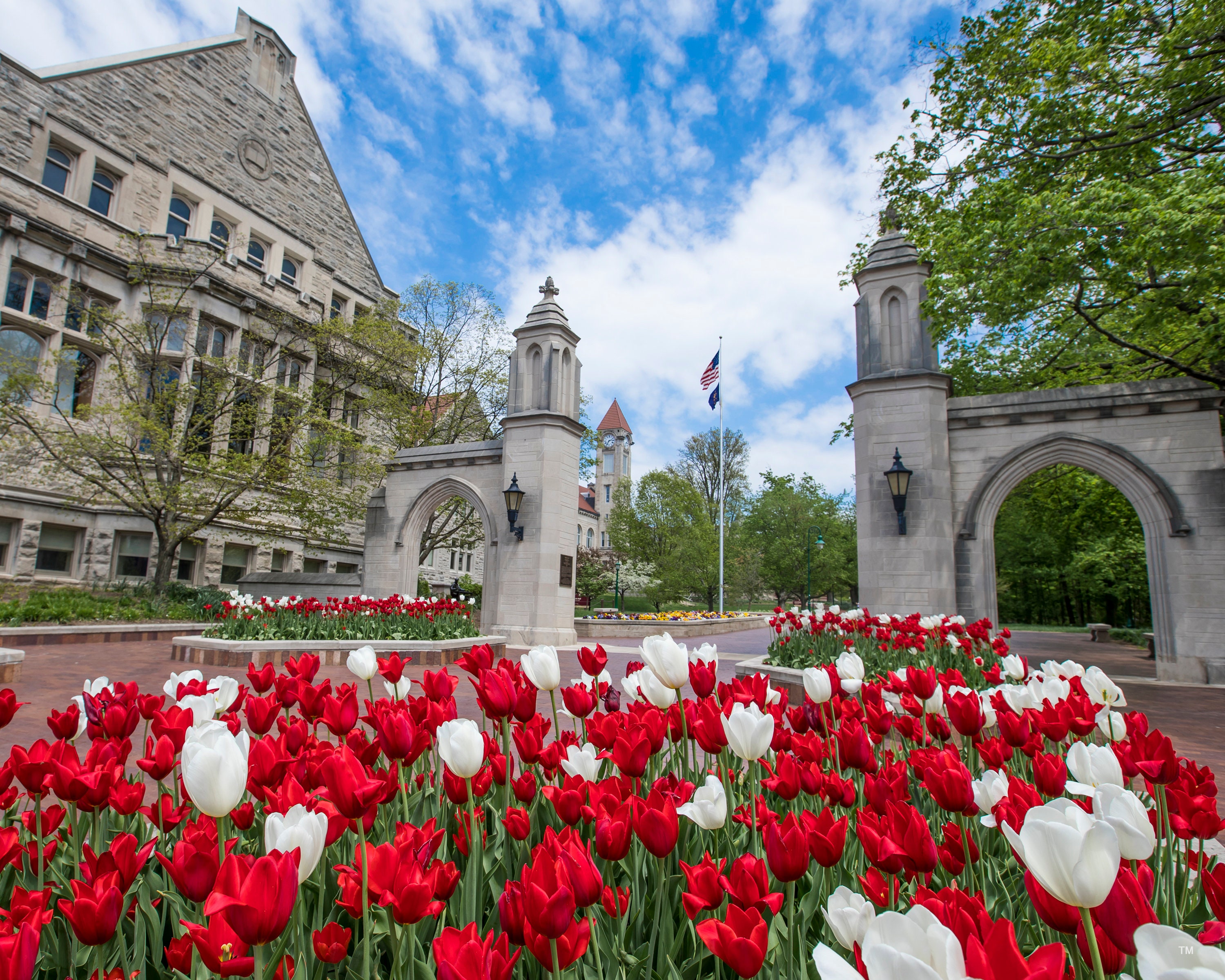 Photograph Indiana University Sample Gates Red and White Tulips 8x10