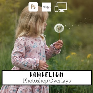 Realistic Dandelion Photoshop Overlays: 20 Transparent PNG (Digital Download)