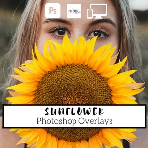 25 Realistic Sunflower Photoshop Overlays - Transparent PNG, photoshop, overlays, easy to use, DIGITAL DOWNLOAD