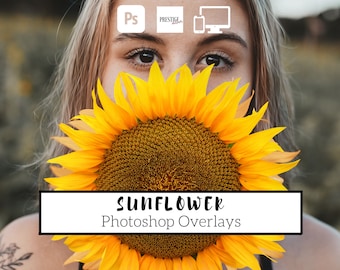 Realistic Sunflower Photo Overlays: 25 Transparent PNG (Digital Download)