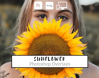 25 superpositions Photoshop réalistes de tournesol - PNG transparent, photoshop, superpositions, facile à utiliser, TÉLÉCHARGEMENT NUMÉRIQUE