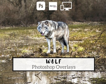 13 Realistic Wolf Photoshop Overlays - transparent PNG, photoshop, overlays, easy to use, DIGITAL DOWNLOAD