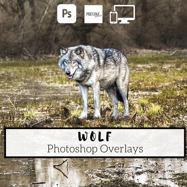 13 Realistic Wolf Photoshop Overlays - transparent PNG, photoshop, overlays, easy to use, DIGITAL DOWNLOAD