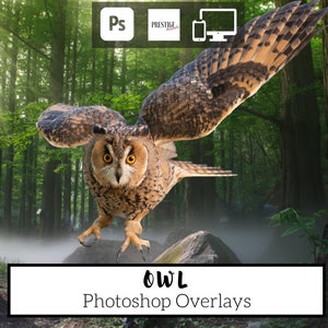47 Realistic Owl Photoshop Overlays - transparent PNG, photoshop, overlays, easy to use, DIGITAL DOWNLOAD