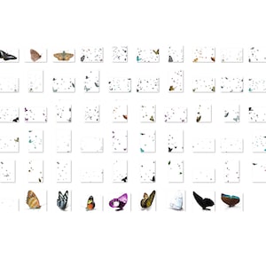 70 realistische vlinder en nachtvlinder Photoshop-overlays transparante PNG, photoshop, overlays, gemakkelijk te gebruiken, DIGITALE DOWNLOAD afbeelding 9