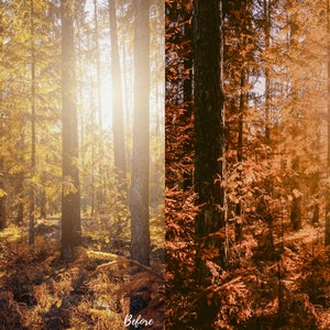 May include: A side-by-side comparison of a forest scene before and after a photo filter is applied. The before image shows a bright, sunny forest with golden leaves. The after image shows a darker, more saturated forest with reddish-brown leaves.