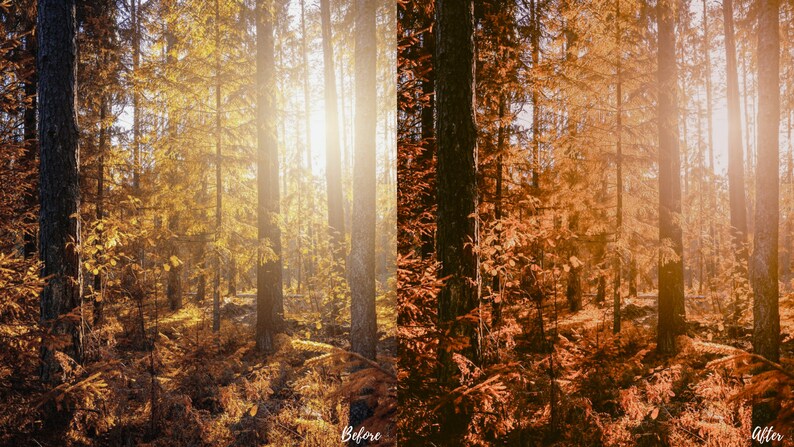 May include: A side-by-side comparison of a forest scene before and after a photo filter is applied. The before image shows a bright, sunny forest with golden leaves. The after image shows a darker, more saturated forest with reddish-brown leaves.