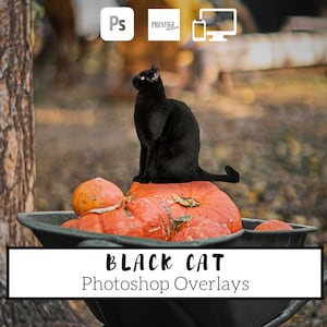15 Realistic Black Cat Photoshop Overlays - Transparent PNG, photoshop, overlays, easy to use, DIGITAL DOWNLOAD