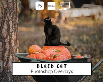 15 superposiciones realistas de Photoshop de gato negro: PNG transparente, photoshop, superposiciones, fácil de usar, DESCARGA DIGITAL