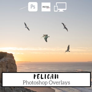 Realistic Pelican Photo Overlays: Transparent PNG (Digital Download)